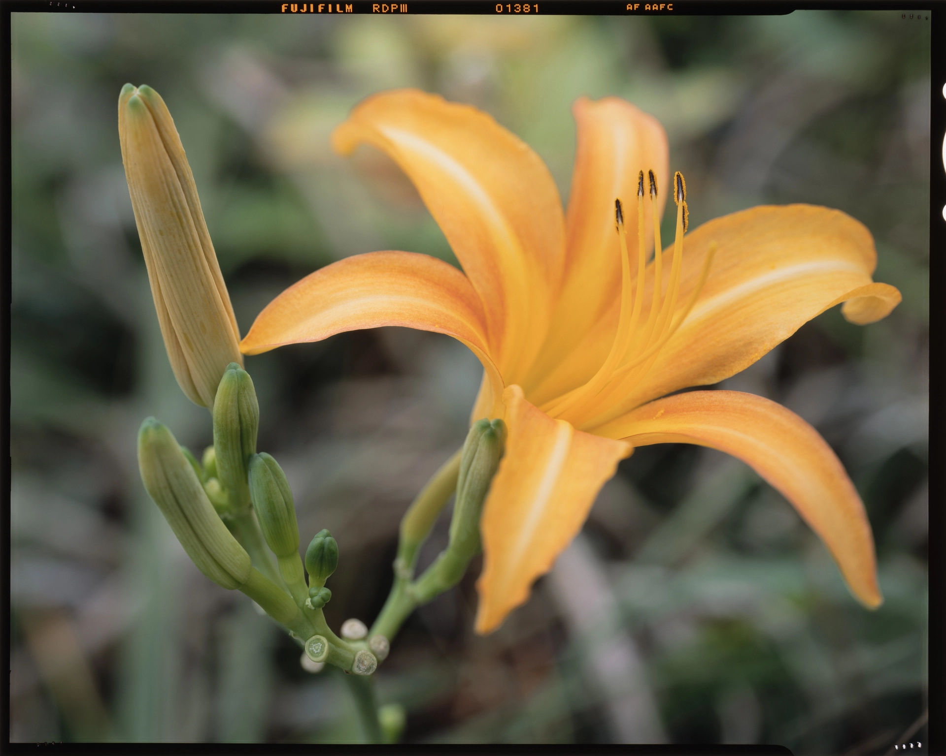 Hemerocallis fulva